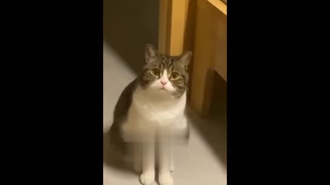 funny cat and dog video