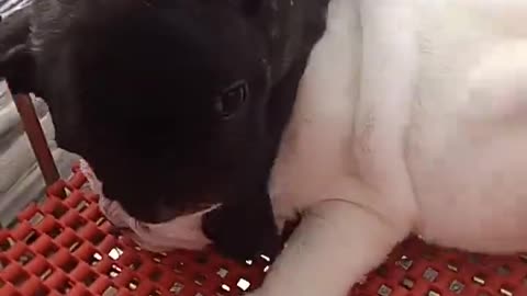 Baby dogs cute fight 💓