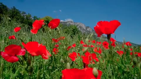 Beautiful flowers