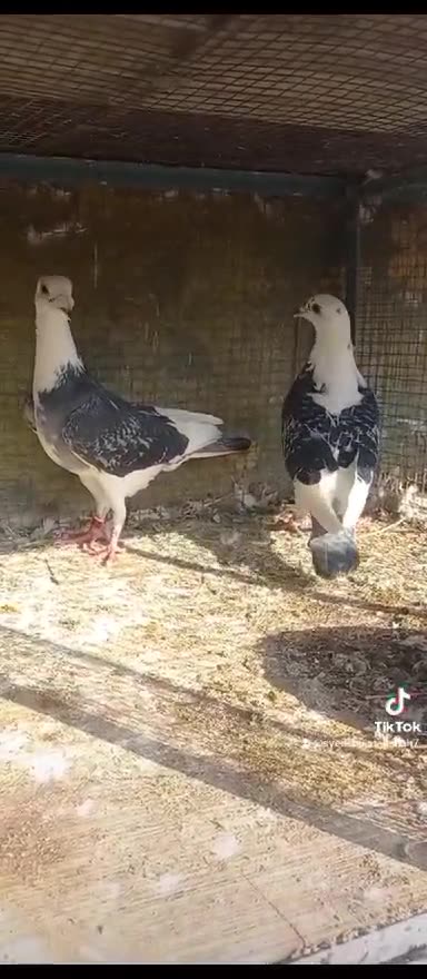 Click here link description for sell Cheap price