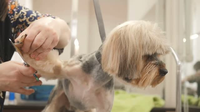 Small puppy in the salon