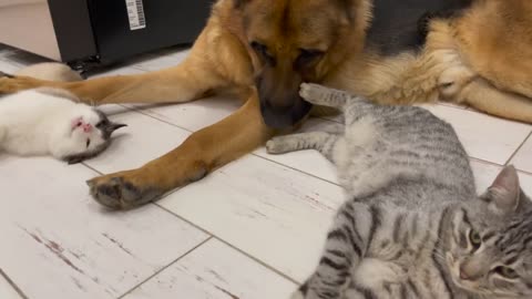 The German Shepherd is the Best Friend for Cats