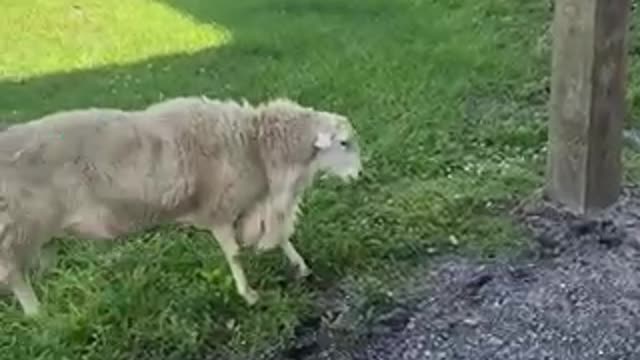 Nervous sheep headbutt wood to relieve stress.