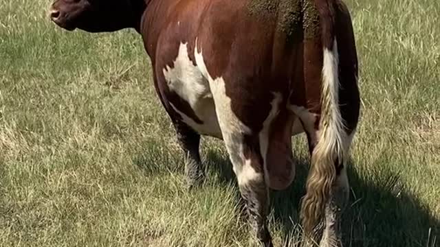 Don’t step on em ol son #kansas #ranchlife #bull #showcattle Do Your Balls Hang Low - Iris & Rose