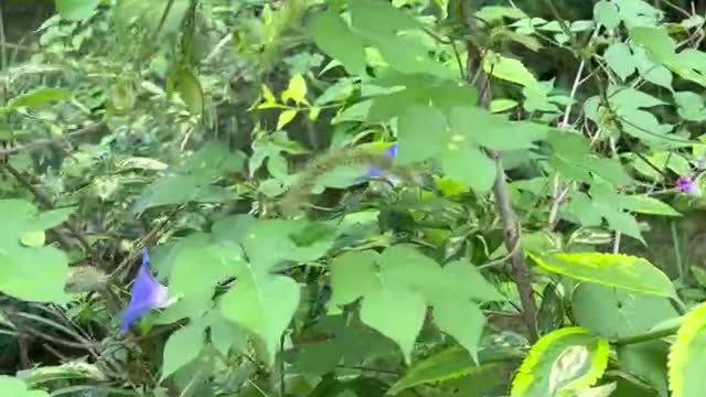 Small blue flowers in the forest