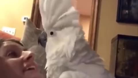 My cockatoo is very affectionate