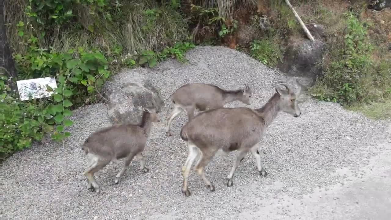 Ibex Hanging with the public