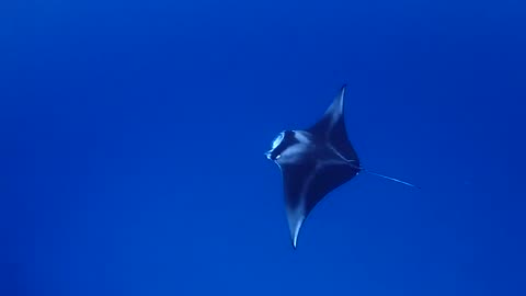 beautiful stingray