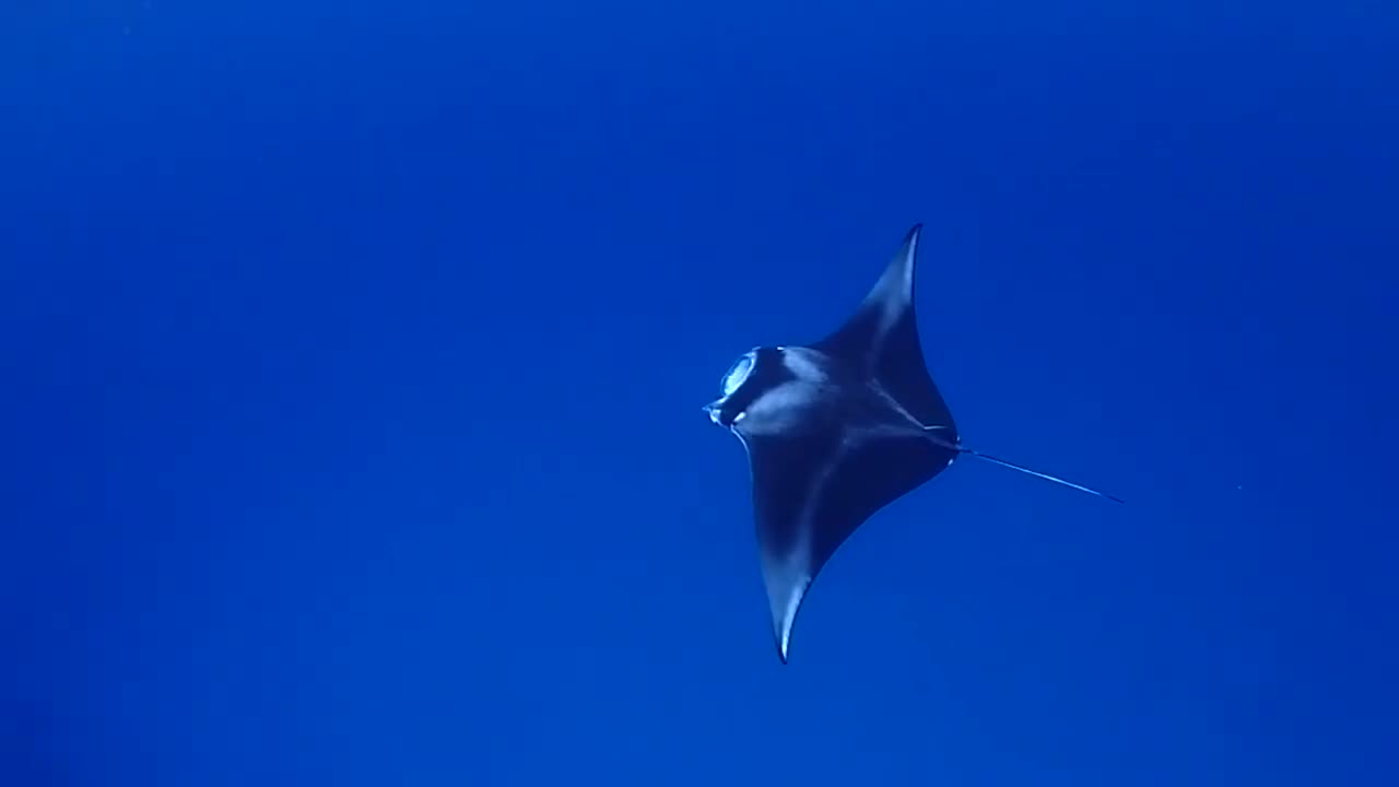 beautiful stingray