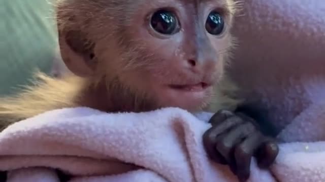 I’d rather it over a human baby it’s so cute