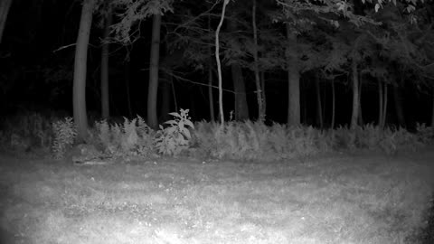 Cannn_____u________spot_______the______trees and trees