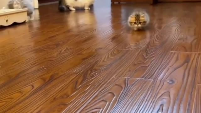 funny cat videos compilation of 2022