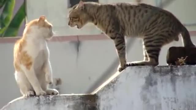 Real Cat Fight ( Watch With Sound)