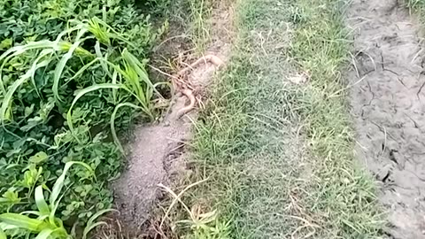 Big snake sleeping in front of baby