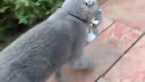Momma Cat carries baby kitten in its teeth