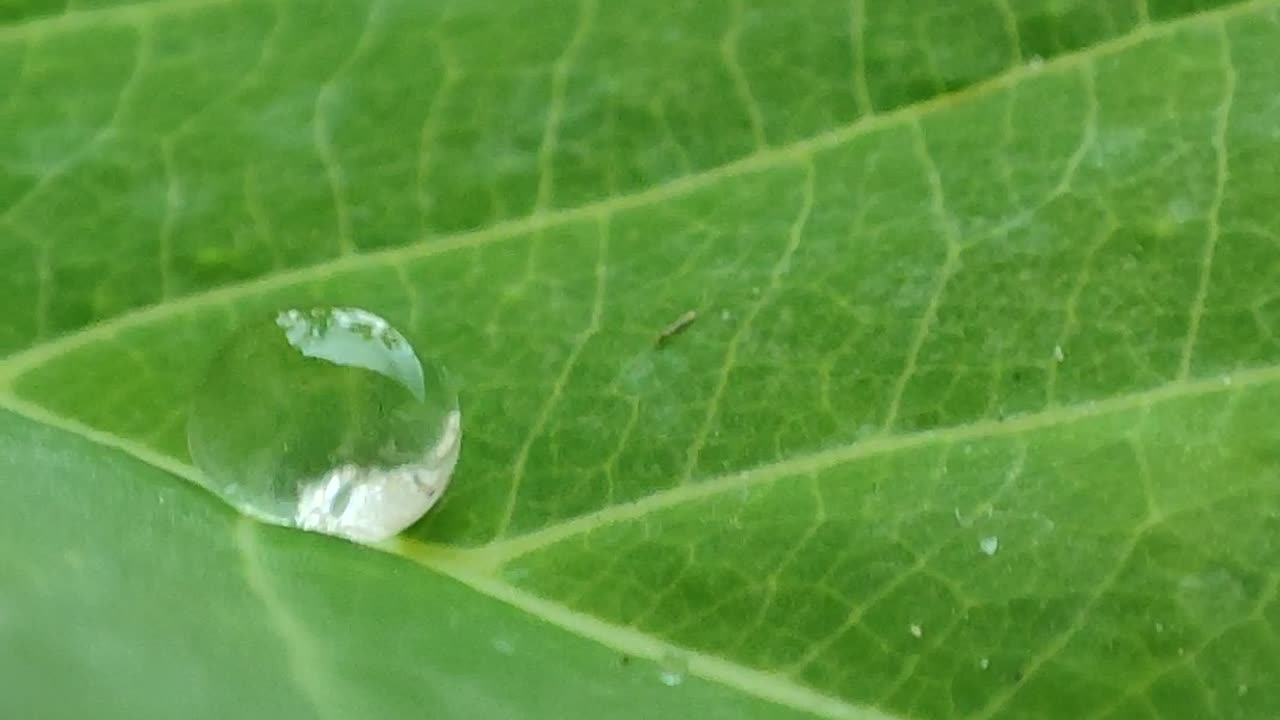 A drop in leaf ,Just a rainy day ♥️🌧️