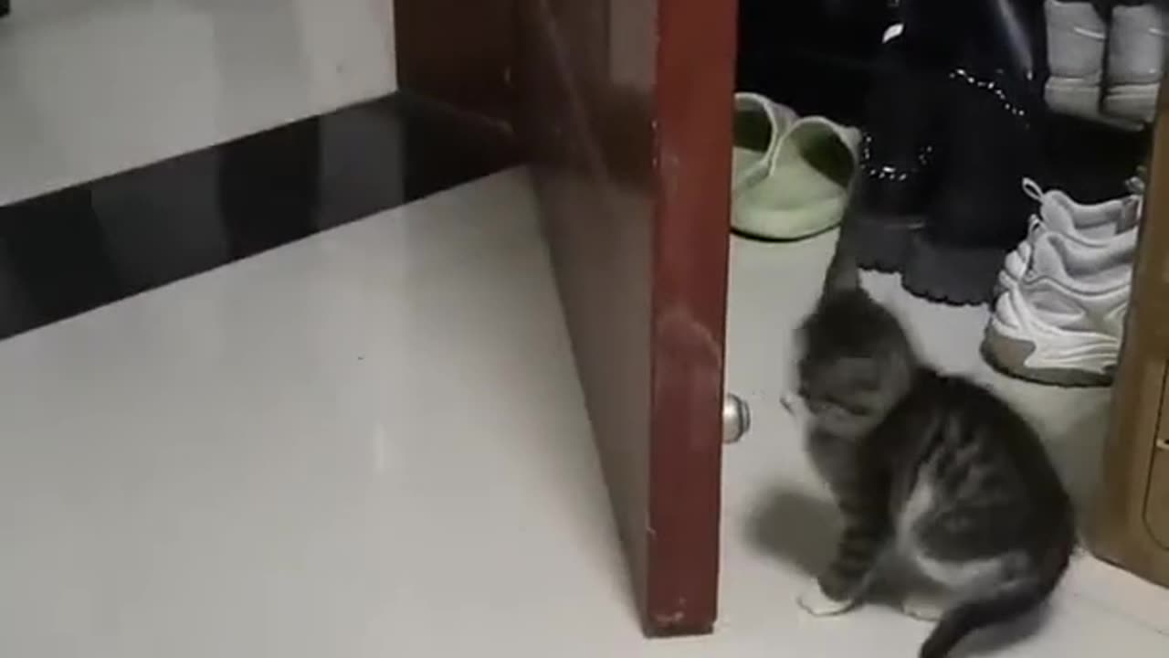 CAT BEHIND THE DOOR FUNNY VIDEOS