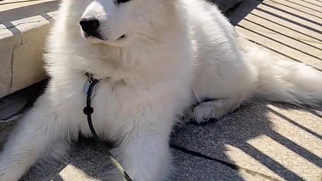 Samoyed is super cute