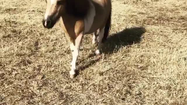 Memphis, our new foster pony meets Cinder -Funny Dog