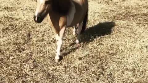 Memphis, our new foster pony meets Cinder -Funny Dog