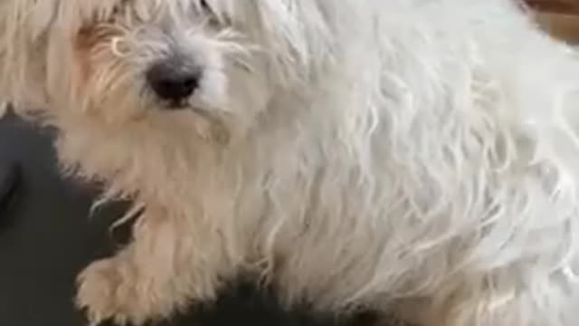 Adorable Dogs Thank you for 100k subs
