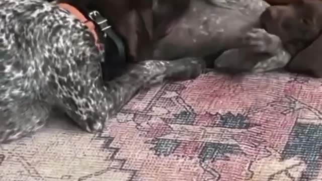 Wake up. It's play time.