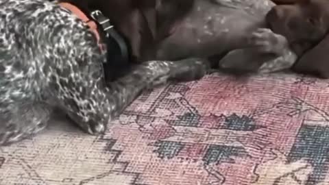 Wake up. It's play time.