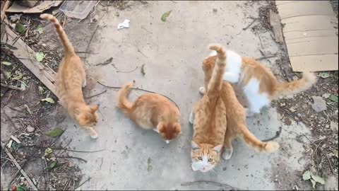 It's too much to feed and they eat a lot of food every day