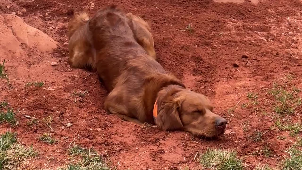 Handsome Hank Hiding His Handiwork