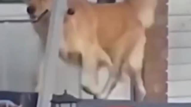 Funny Dog using treadmill for workout must watch 😜😜