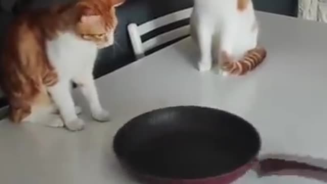 Videos of Cute and Funny Cats to Make You Smile!