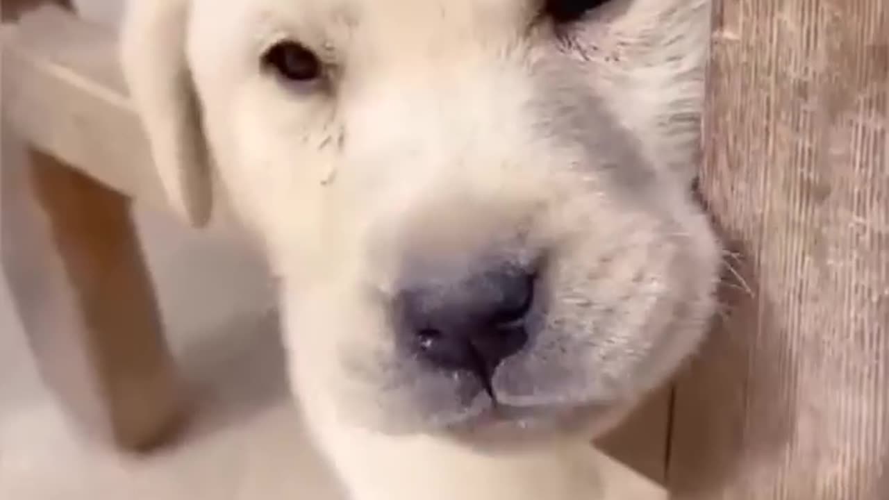 Funny 🤣 Animal Videos 😂 Watch And Enjoy😅