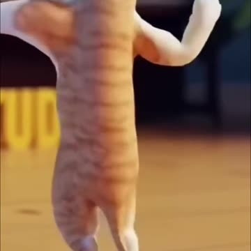 Funny Cats movements