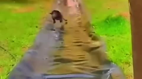 Animal funny video