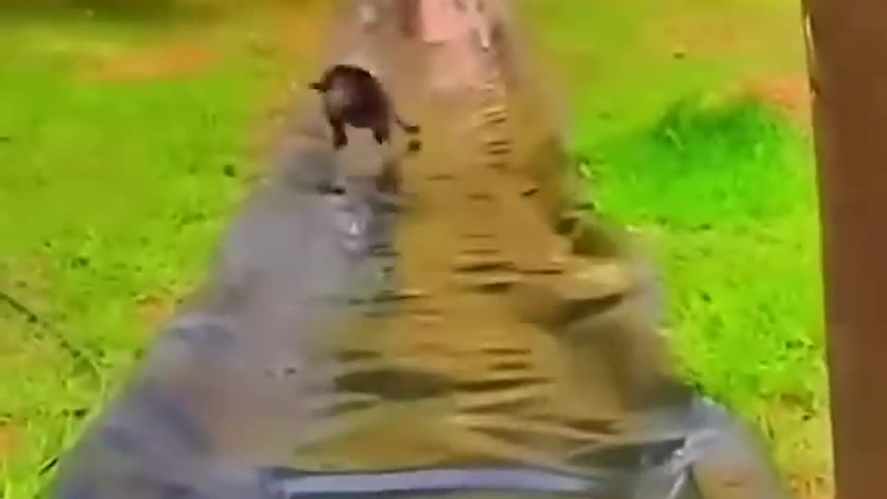 Animal funny video