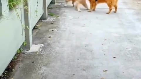 Trouble of having a smart dog 🐶🐕