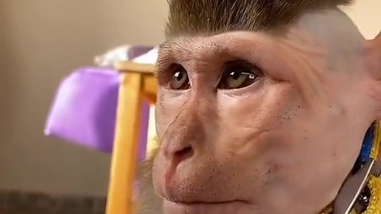 Funny monkey