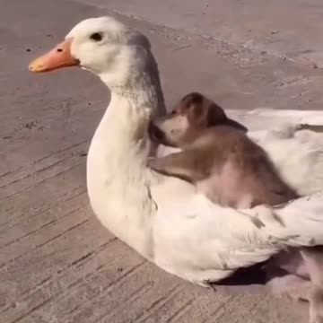 Share this video🥰