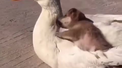Share this video🥰