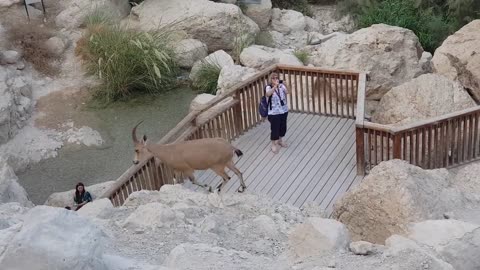 Ibex