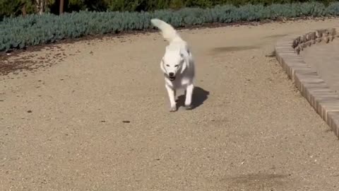 Funny Dog, Funny Pets