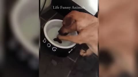 Funny Animal Videos 😂 - So Cute Cats And Funniest Dogs 2023🐶😹 #1