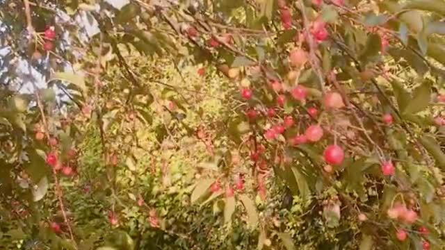 The cherry trees are ripe! 🍒