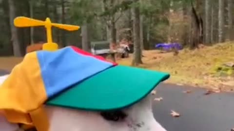 Funny Dog