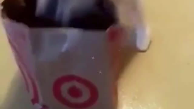 Funny animals, Cats, part 13