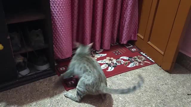 How Mother Cats giving training of Kittens