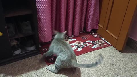 How Mother Cats giving training of Kittens