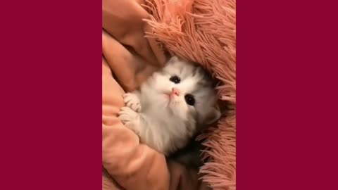 cute cat