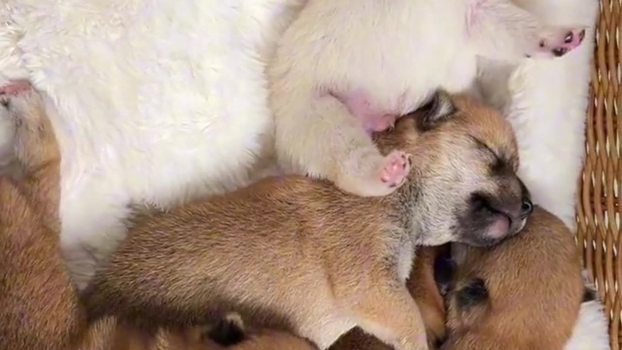 dog baby video