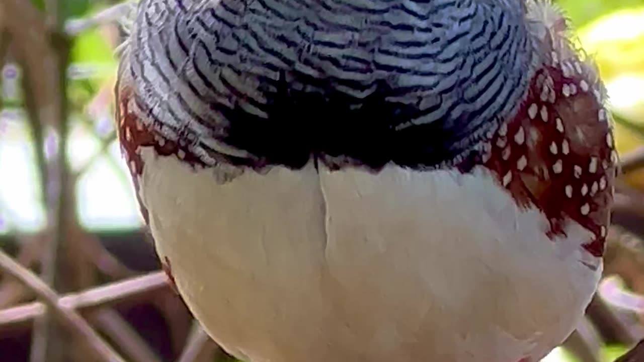 zebra finch singing